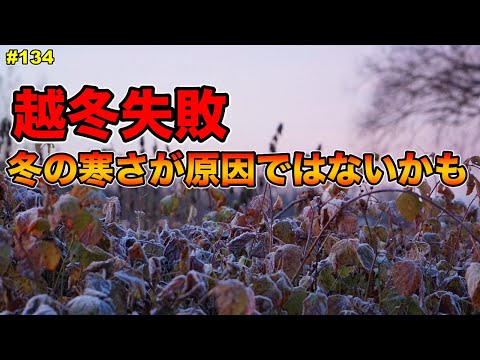 園芸 冬の果樹園では何をするのですか?