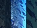 Anushka Sen Swimming Underwater Shorts