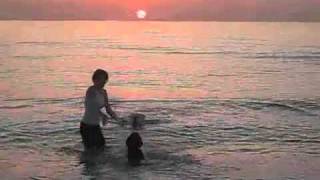 Black dog and white dog playing