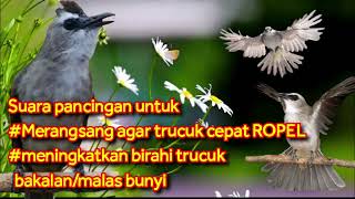 Download lagu Suara terapi trucuk malas bunyi dan hasil ombyokan yang susah bunyi. mp3