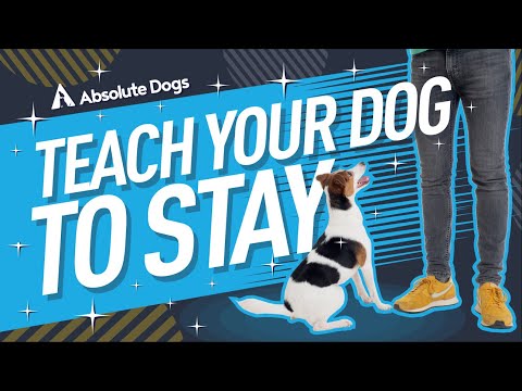 How to teach your dog to stay with boundaries (no matter what!)