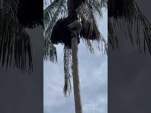 Açaí do Amazonas(E.precatoria) variedade Açu de Codajás do Sr.Zacarias, cacho monstro!