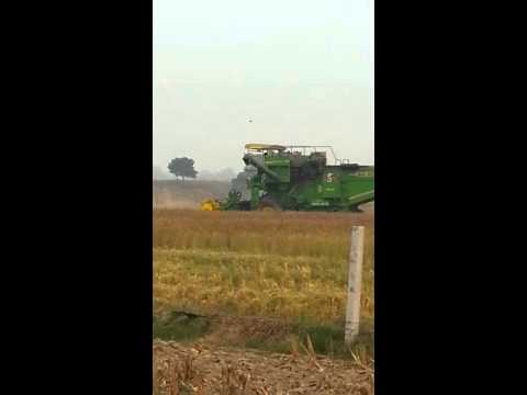 Ms combine cutting wheat in full high speed