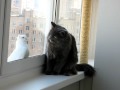 Кошка и голубь 