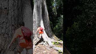 The Tallest Tree I have EVER seen