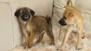 Filhote de Pastor Belga Malinois Tenta Ignorar o Filhote de Black Mouth Cur… Mas Então Isso Acontece