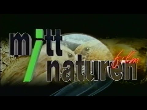 Mitt i naturen - Sköldpaddor och delfiner