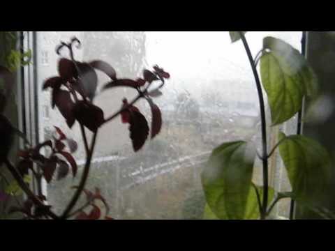 Danila Rastv !!! А  дождь всё льёт и льёт !!!