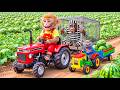 Monkey Farmer Drives Tractor To Harvest Watermelons With Tiny JCB Cat Catches An Orangutan Thief