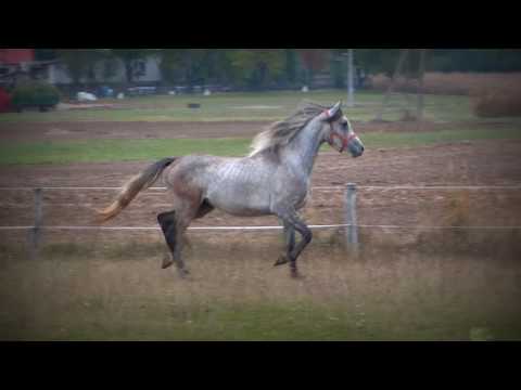 EUDAR (Haytham Albadeia - Eupatoria/Sinus)