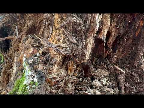 Found Termites in an Old Tree Stump in Neptune, NJ