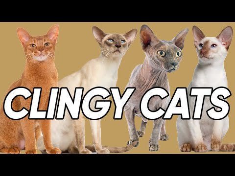 Seven Cat Breed that are TOTALLY Clingy