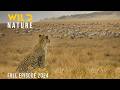 wild savannah the footsteps of a lone hunter animal documentary