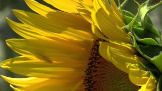 preview picture of video 'Girasoles'
