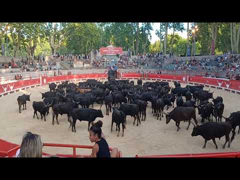 Encierro des 100 taureau de Beaucaire dans le Gard (30)