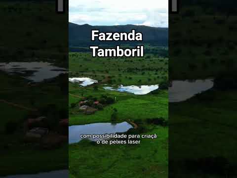Fazenda Tamboril - GO