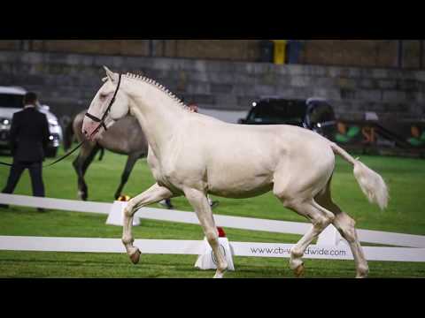 Miura de Cais - FICL 2018