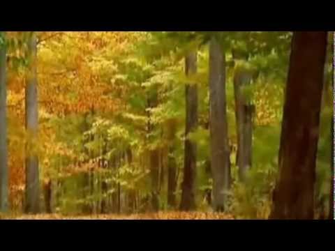 Alexandra Usurelu -Ție