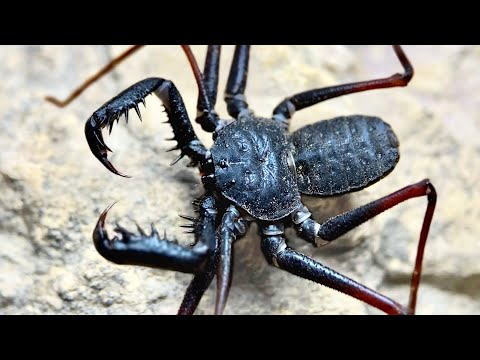 Searching for the Tokdod