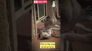 Download lagu cute animals funny moments #17 mp3