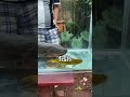 Did This Fish Outsmart an Electric Eel? #SmartFish #Aquarium #fishing #fyp #CuriousNature #Shorts