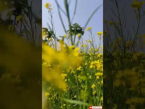 Manika 😍 #youtube #shorts #reels #gobardanga #nature #neturelover #manika #bordarlifestyle #viral