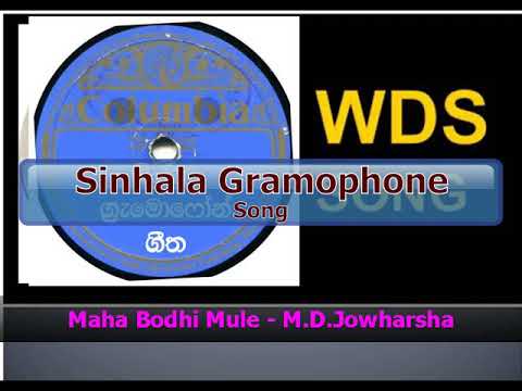 Maha Bodhi Mule - M.B.Jowhersha