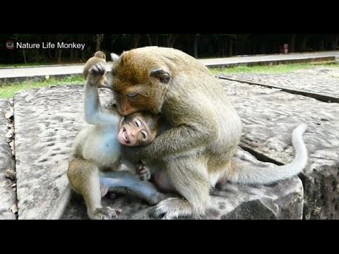 No Leyla stop stop don't be nasty to Lucas! Leyla bad manner always steal food Lucas&bite him