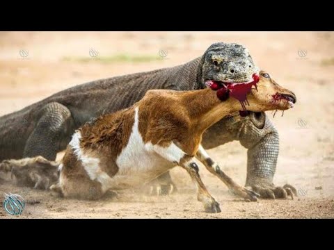 KOMODO DRAGON – The Lizard King