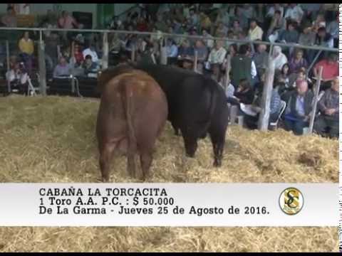 25-08-16 Venta de Toros A.A. P.C. - Cabaña La Torcacita - De La Garma