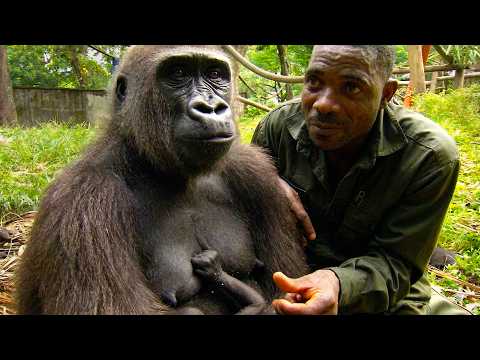 Meet The Man Who Raised A Rare Cross River Gorilla