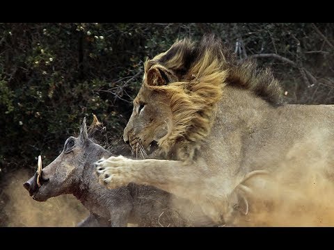 The Serengeti Lion -  Predator-Prey Relations Wildlife (Nat Geo)