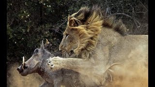 The Serengeti Lion -  Predator-Prey Relations Wild