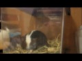 Winston's Great Escape(AKA the best movie EVER)