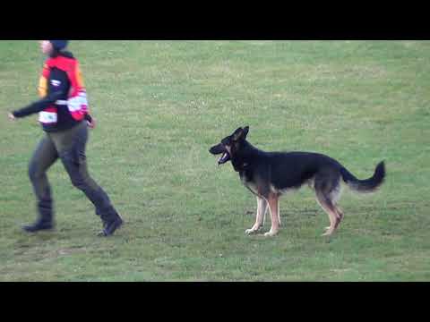 WUSV 2021  AUT 4 - HÖDL KATHARINA &JORDAN VOM KÄMPFERHERZ  B 90