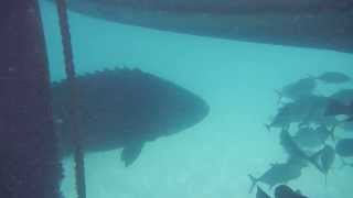 Heron Island - Gus the Groper