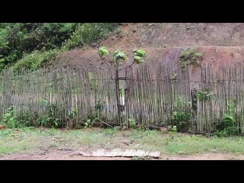 Cua daj cua dub loj heev nawb 2020