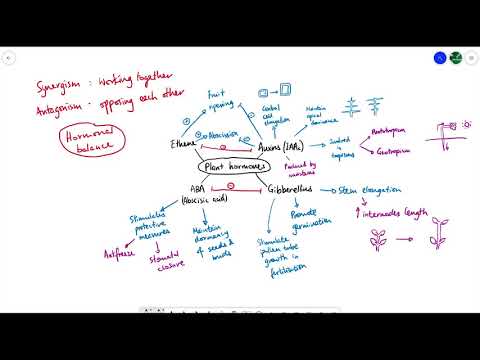 A2 Biology - Plant hormones OVERVIEW (OCR A Chapter 16)