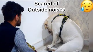 My Dog Sat In A Corner Extremely Scared Of Cracker Noises (Heartfelt Video)