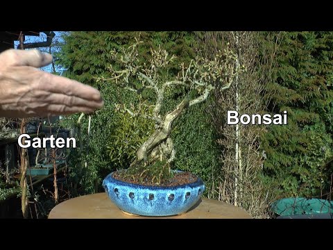 Gartenrundgang und Bonsai zeigen im Februar 2022