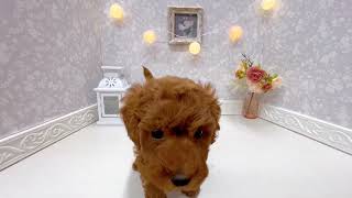 トイプードルの動画01