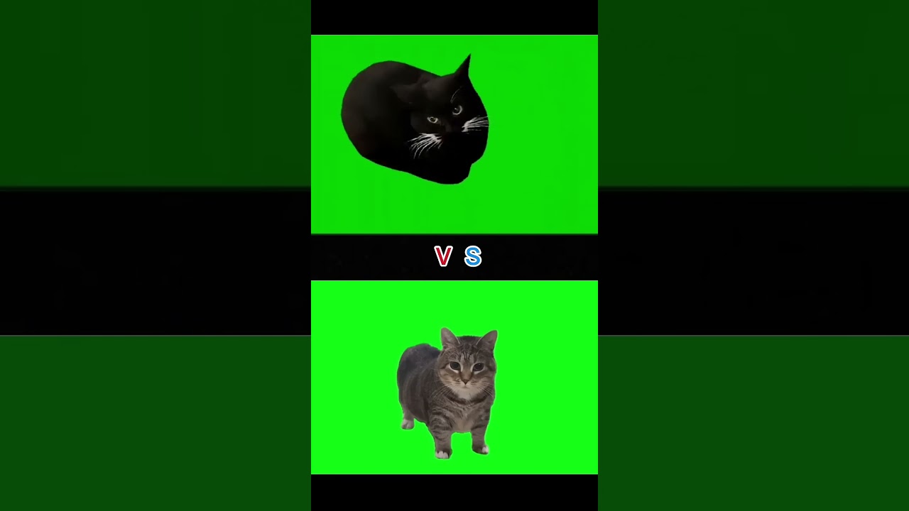 Maxwell cat vs oiiaoiia cat #cat #catmemes #meme #fyp #absurd #memes #funny