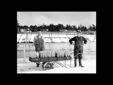 Historien om Häggvik