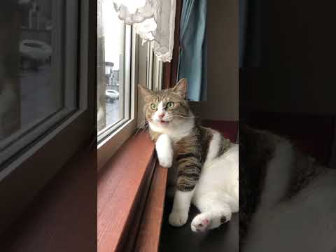 Happy Cat meowing sound