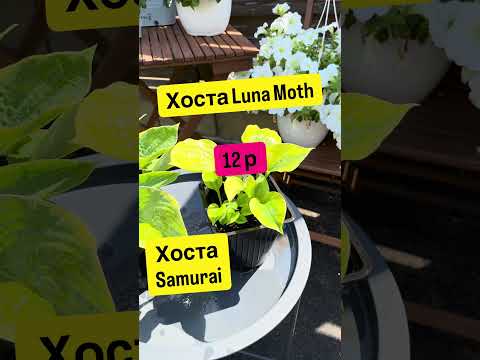 фото многолетние цветы очиток герань синеголовник и др 0