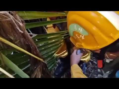 山羌受困山豬吊陷阱，護管員合力解救過程