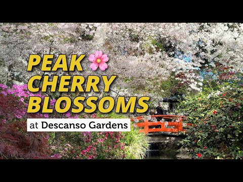 Peak cherry blossoms