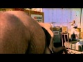 George Of The Jungle 2 New Balance S Discrete Product Placement