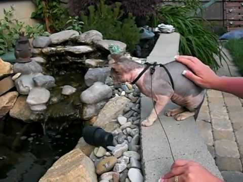 Funny video of a Sphynx Cat Fishing!