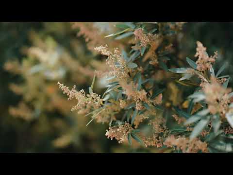 Nature: Komorebi